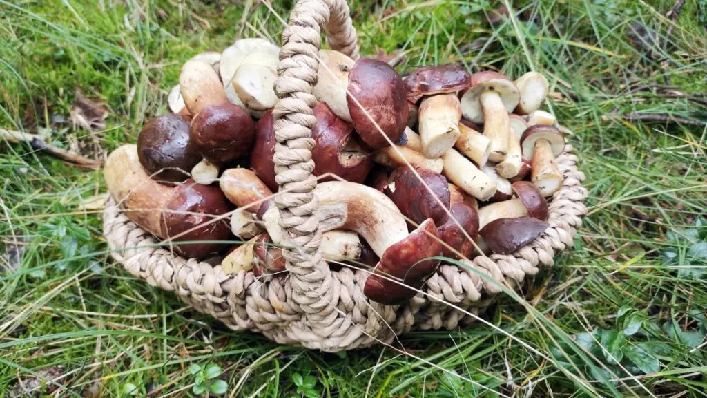 Dom Riwiera Rowy Wynajem nad Morzem